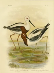 Cigüeñuela de bandas, 1891